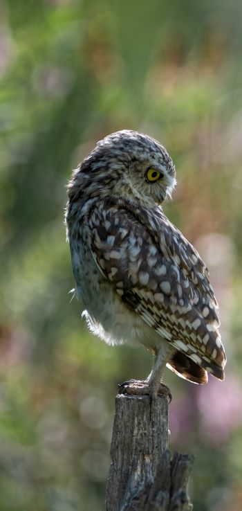 owl, wild bird Wallpaper 1080x2280