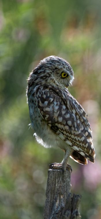 owl, wild bird Wallpaper 1125x2436