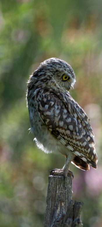 owl, wild bird Wallpaper 720x1600