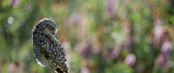 owl, wild bird Wallpaper 2560x1080