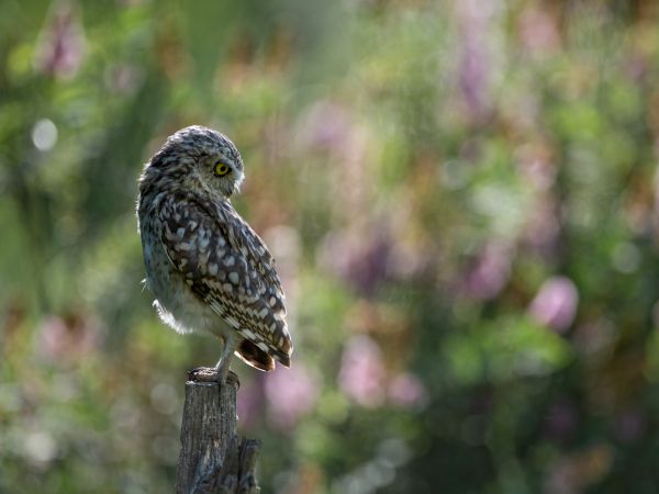 owl, wild bird Wallpaper 800x600