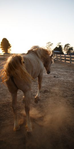 characteristic horse Wallpaper 720x1440