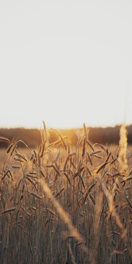 sunset in the field Wallpaper 720x1440