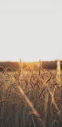 sunset in the field Wallpaper 1080x2220