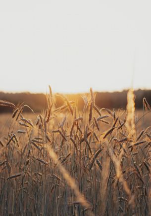 sunset in the field Wallpaper 1640x2360