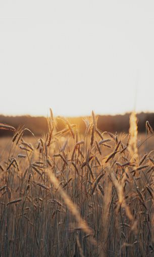 sunset in the field Wallpaper 1200x2000