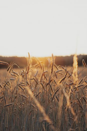 sunset in the field Wallpaper 640x960