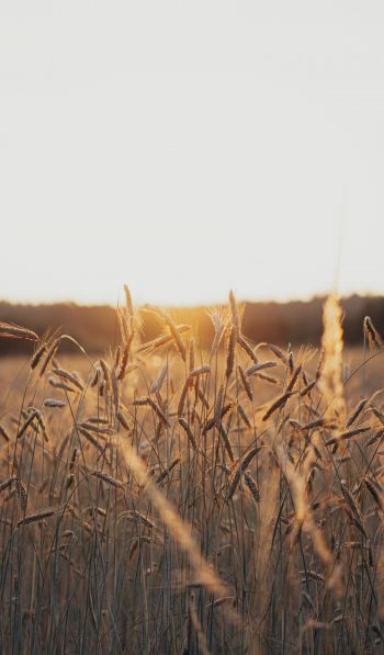 sunset in the field Wallpaper 600x1024
