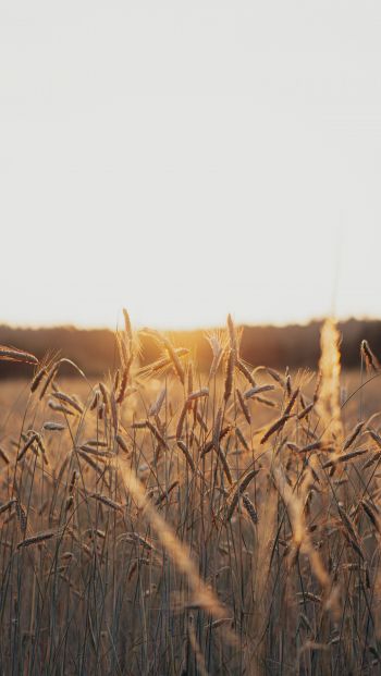 sunset in the field Wallpaper 640x1136