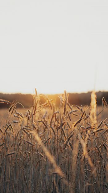 sunset in the field Wallpaper 1440x2560