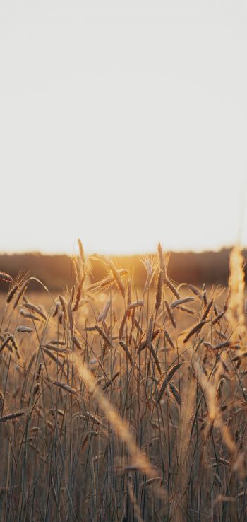sunset in the field Wallpaper 1080x2280