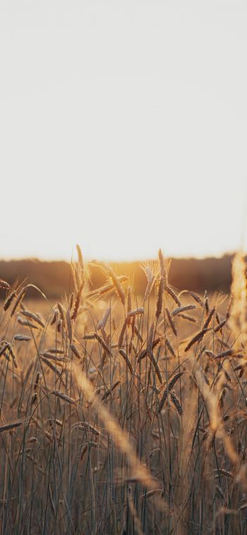 sunset in the field Wallpaper 1125x2436