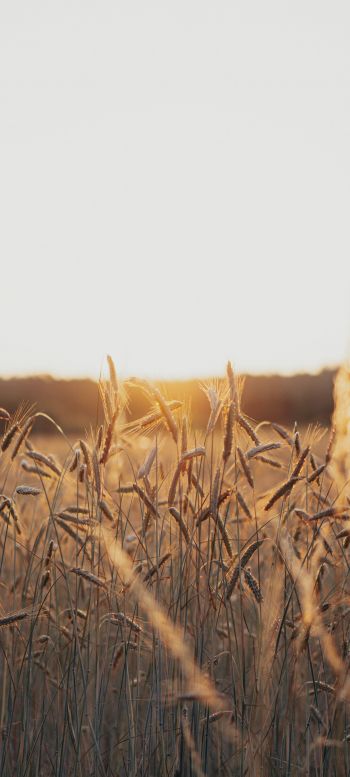 sunset in the field Wallpaper 1440x3200