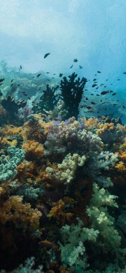 Обои 1125x2436 кораллы, подводный мир