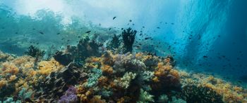 corals, underwater world Wallpaper 2560x1080