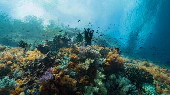 corals, underwater world Wallpaper 1366x768