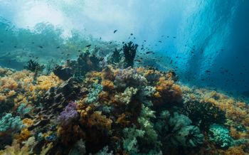 corals, underwater world Wallpaper 2560x1600