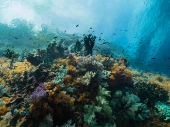 corals, underwater world Wallpaper 1024x768