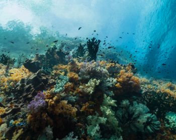 corals, underwater world Wallpaper 1280x1024