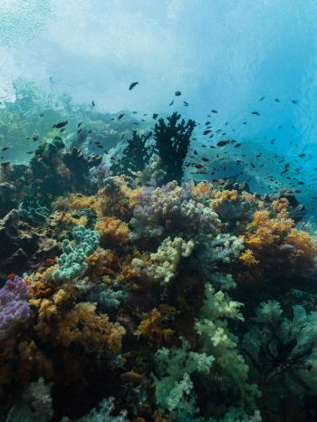 corals, underwater world Wallpaper 1668x2224