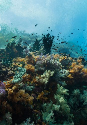 corals, underwater world Wallpaper 1640x2360
