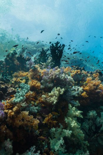 Обои 640x960 кораллы, подводный мир