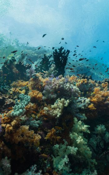 corals, underwater world Wallpaper 1752x2800
