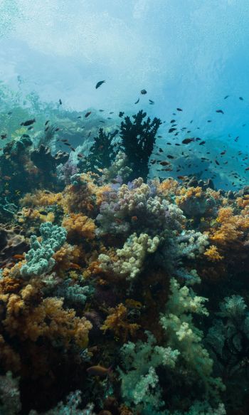 corals, underwater world Wallpaper 1200x2000