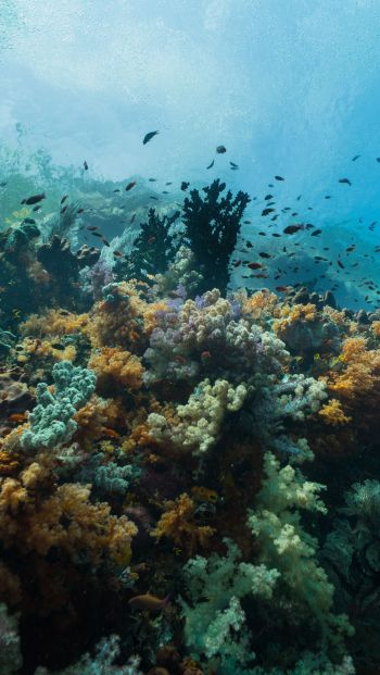 corals, underwater world Wallpaper 640x1136