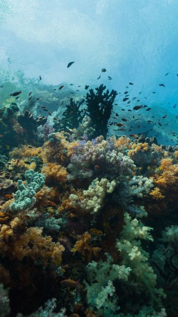corals, underwater world Wallpaper 1080x1920
