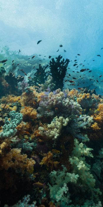 corals, underwater world Wallpaper 720x1440