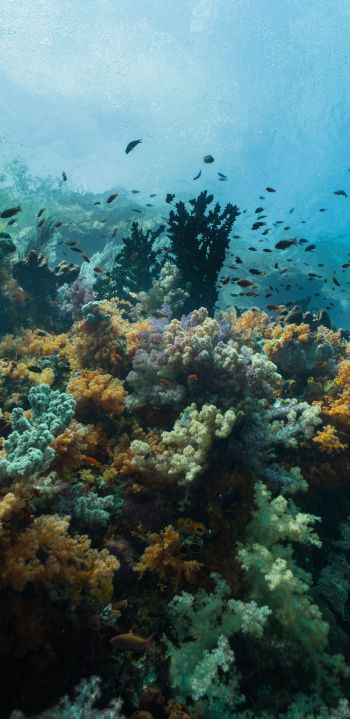 corals, underwater world Wallpaper 1440x2960