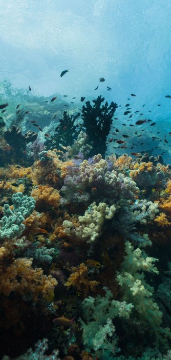 corals, underwater world Wallpaper 1440x3040