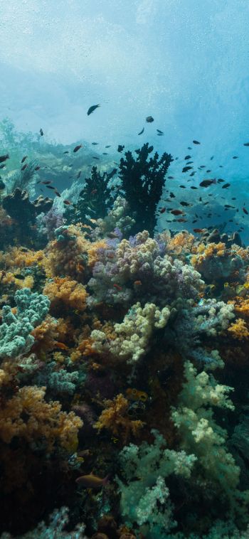 corals, underwater world Wallpaper 1080x2340