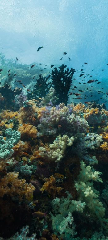 corals, underwater world Wallpaper 1080x2400