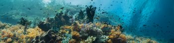 Обои 1590x400 кораллы, подводный мир