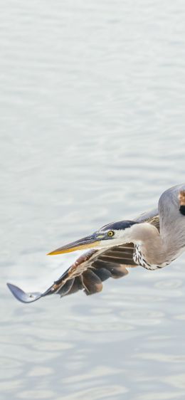 great blue heron Wallpaper 828x1792