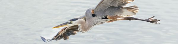 great blue heron Wallpaper 1590x400