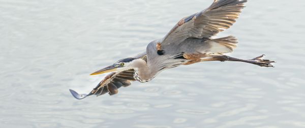 great blue heron Wallpaper 2560x1080