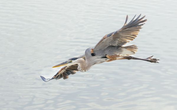 great blue heron Wallpaper 2560x1600