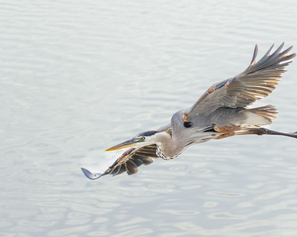 great blue heron Wallpaper 1280x1024