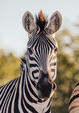 Kruger National Park, South Africa Wallpaper 1668x2388