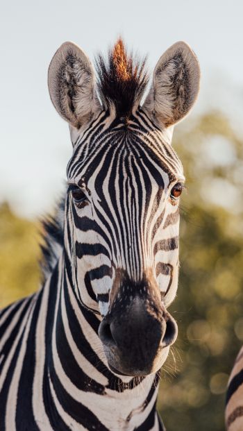 Kruger National Park, South Africa Wallpaper 640x1136