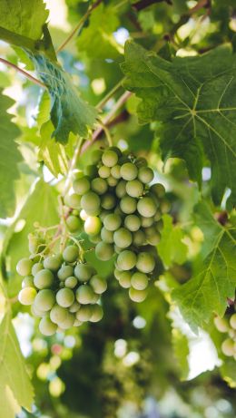 bunches of grapes Wallpaper 640x1136