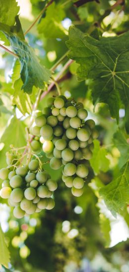 bunches of grapes Wallpaper 720x1520