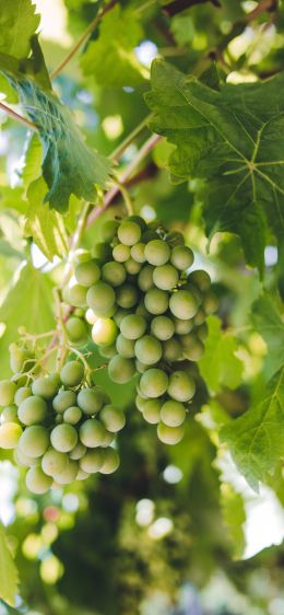 bunches of grapes Wallpaper 1284x2778