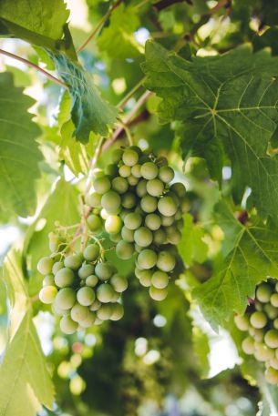 bunches of grapes Wallpaper 3648x5472