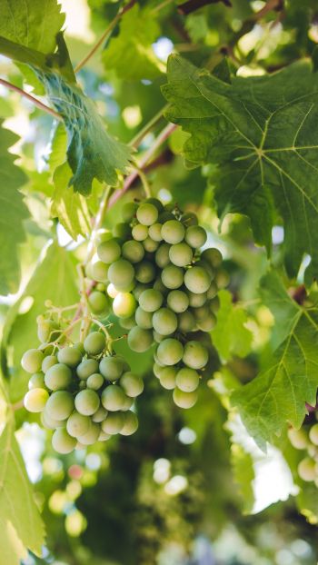 bunches of grapes Wallpaper 750x1334
