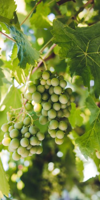 bunches of grapes Wallpaper 720x1440