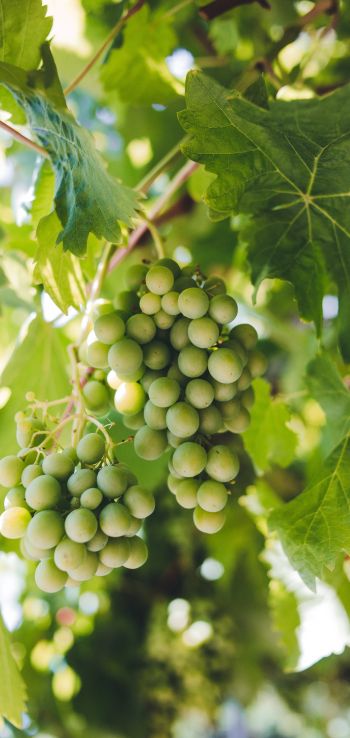 bunches of grapes Wallpaper 1080x2280